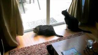 Cats react to Sonic Boom from Space Shuttle Discovery