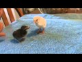 Serama Chick Meets Guinea Keet. - So Cute!