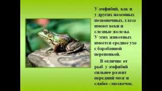 Амфибии (земноводные).AVI Амфибии (земноводные).AVI