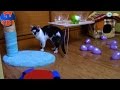 ВЛОГ Видео для детей Орбиз сюрпризы игрушки для Котенка - Ярослава и разноцветные шарики ORBEEZ