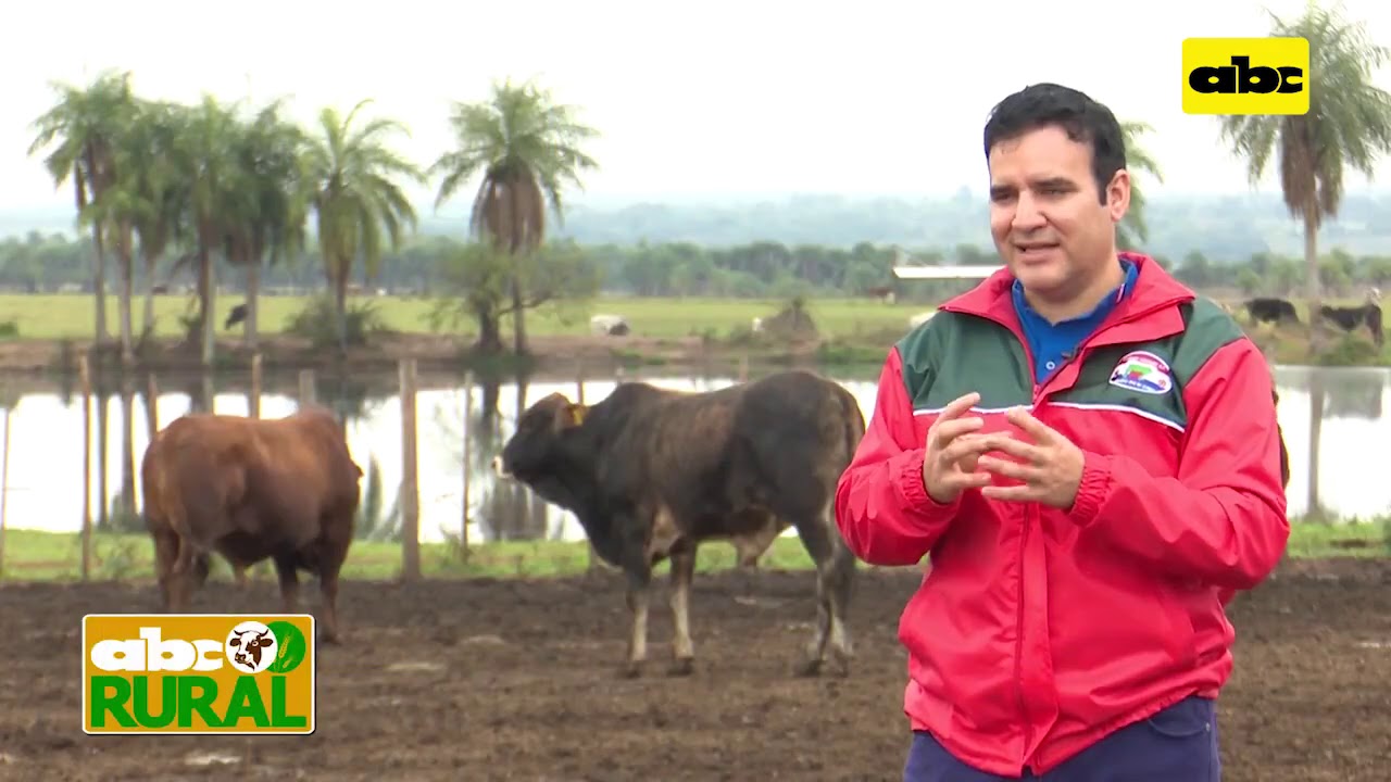 Abc Rural: Uso de maíz a grano entero en confinamiento