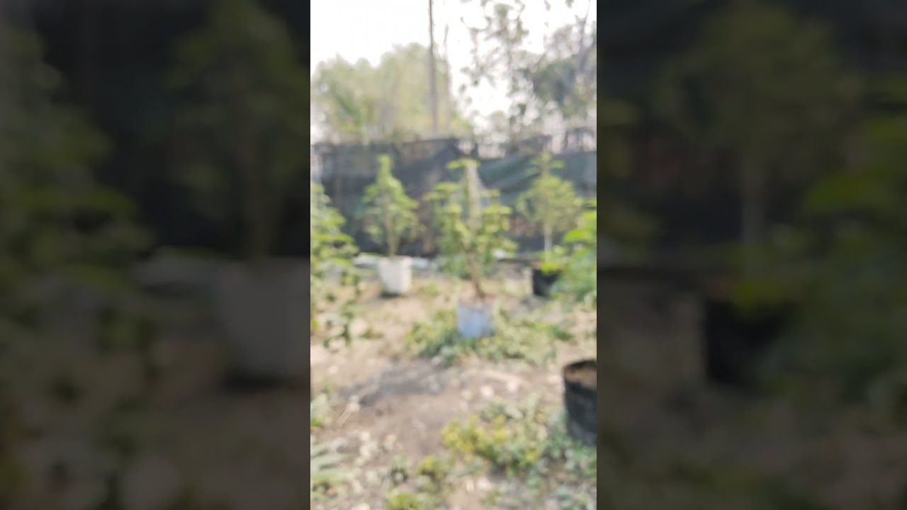 Rainbow Pave : Compound genetics