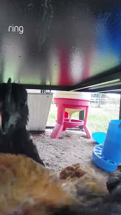 Look at all these chickens! 🐓