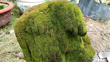 Chẽ đá san hô bám rêu làm tiểu cảnh terrarium