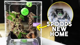 Jumping Spider Rehousing | Easy & Cute Enclosure Build
