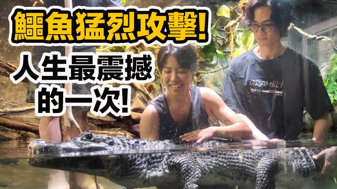 乖巧的寵物鱷魚為何突然攻擊?人生跑馬燈出現!巨大象魚 緬甸蟒 寵物小袋鼠 一日飼育員feat.李英宏