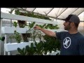 Hydroponic NFT with Bucket System / Dutch Bucket