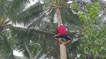 Vua  Dừa Miền Tây TV// Cây dừa xát hàng rào vua dừa leo trèo quá siêu sao