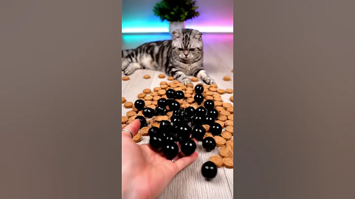 Video 11839391: american shorthair cat, shorthair cat cutecat