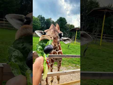 Feeding giraffes at Animal Adventure Park