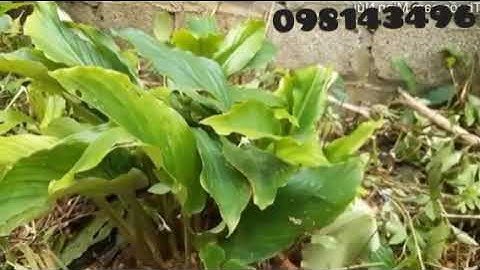 Cây Ngải Đen Và Công Dụng Chữ Bệnh