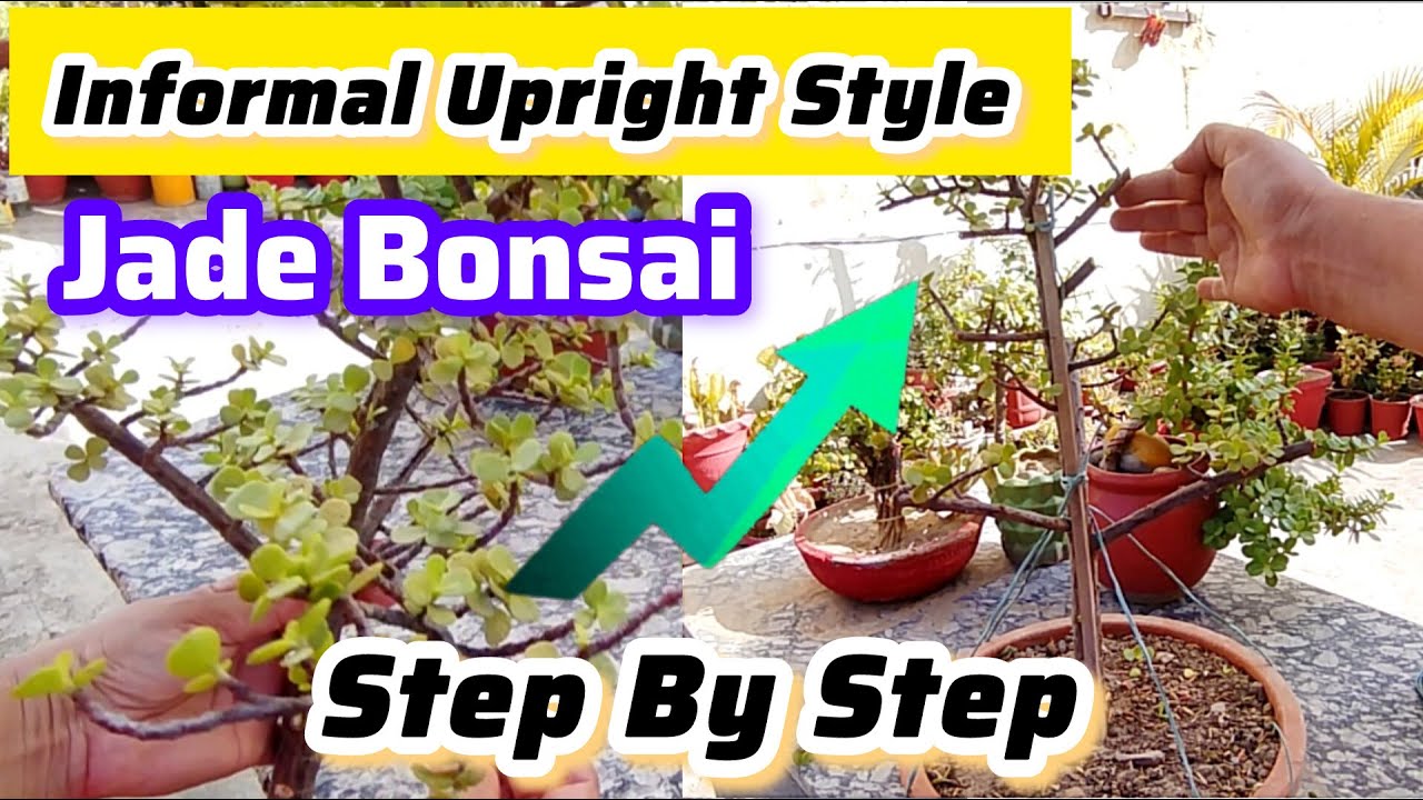 jade-bonsai-informal-upright-style-step-by-step-tips-and-tricks-for