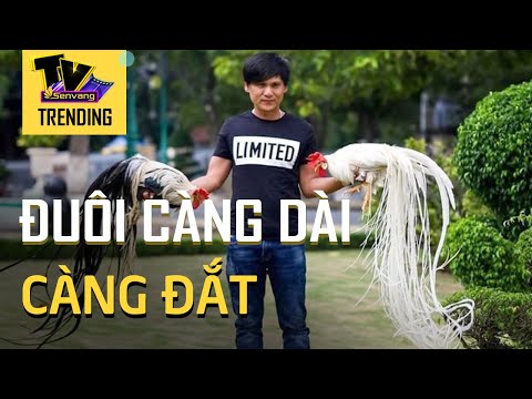 Giống gà sở hữu đuôi dài cả mét, ngồi đo đuôi tính tiền trăm triệu | Foci