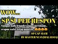 Suara Panggil Walet Gratis Yang Super Respon Sp Cap Ayam By Master Nusy Malaysia Mp3 - Mp4 Download