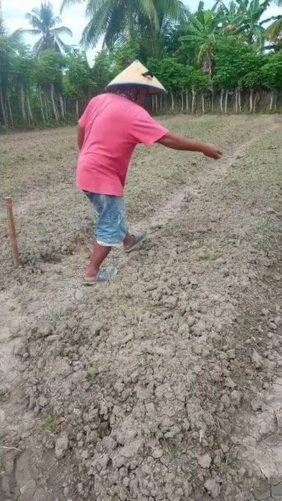 cara menanam bayam yang benar!!