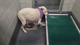 Acs A810442