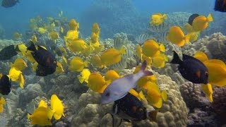 Nature: Hawaii's Kona Coast