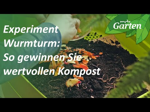 Video: Regenwurm-Wurmkompost - Häufige Probleme bei der Wurmkompostierung