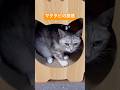 マタタビの誘惑　苦手な猫ハウスに入る #ねこのいる生活 #保護猫