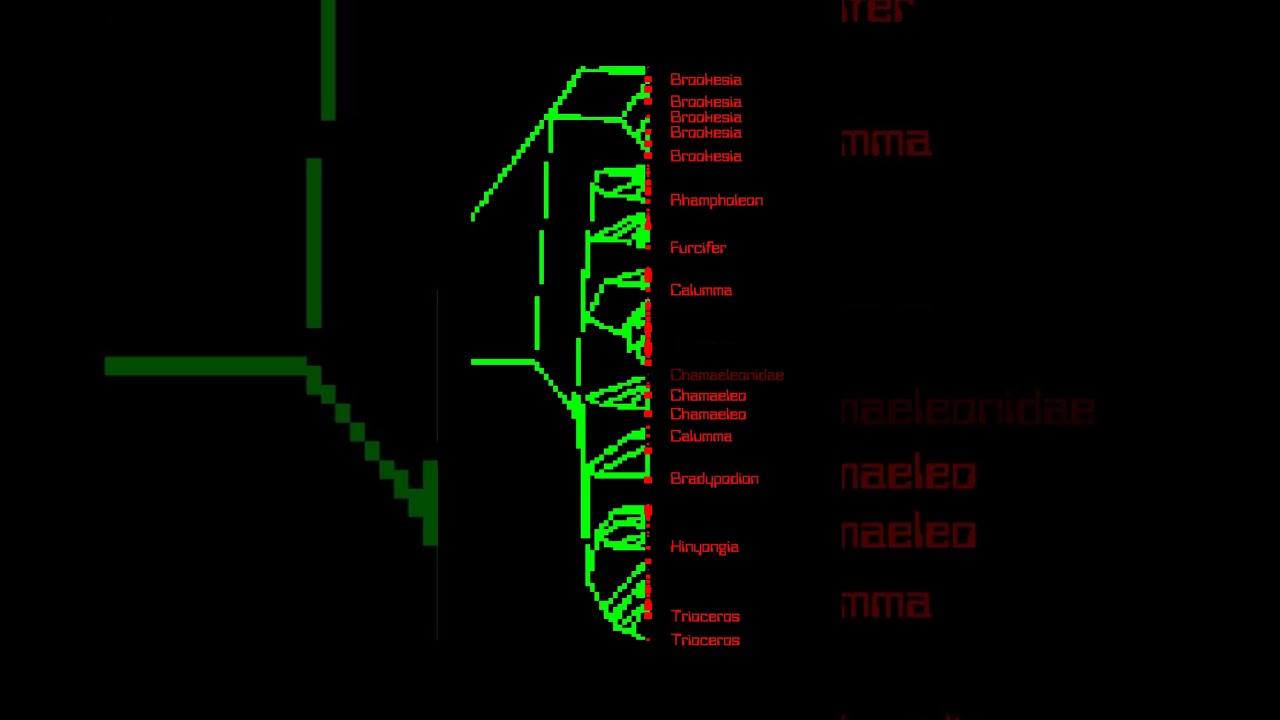 Phylogeny of chameleons 