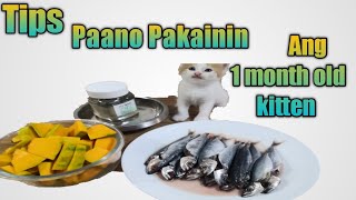 Paano mag pakain ng 1 month old kitten screenshot 2