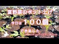 自然栽培の土づくり【熱中症に注意】ハンマーナイフモア掛けと耕耘　同時進行・夏野菜ポット上げ 【家庭菜園】