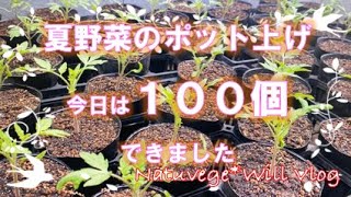 自然栽培の土づくり【熱中症に注意】ハンマーナイフモア掛けと耕耘　同時進行・夏野菜ポット上げ 【家庭菜園】