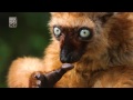 Lemur conservation  ecotourism in madagascar