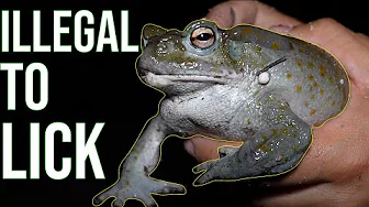 This GIANT Toad Oozes Drugs - The Sonoran Desert Toad!