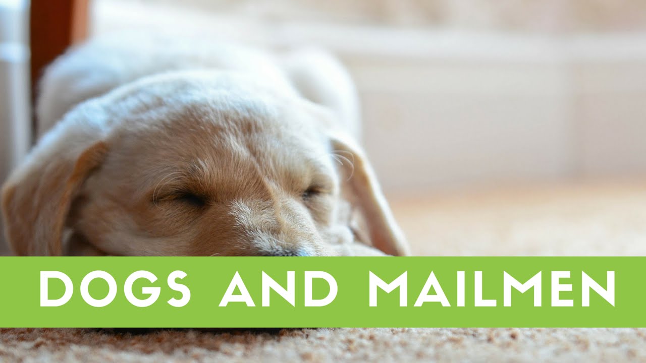 Why Do Dogs Bark At The Mailman? YouTube