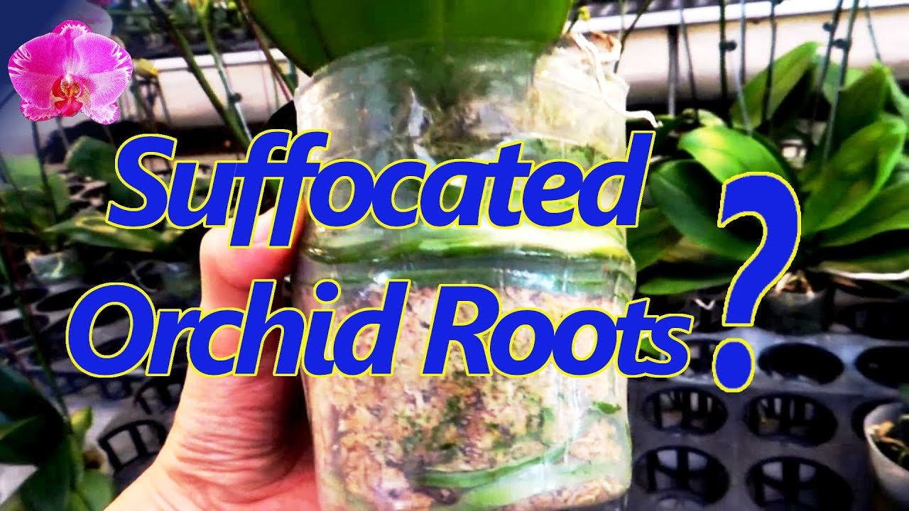 Orchid Roots Suffocate From Lack of Air? 