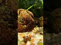 Balitora chipkali #loach