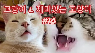 Cats - Cute Cat Video l Cute and Funny Cat Videos Compilation #10 l 고양이 l 재미있는 고양이 #10 by nochi entertainment 134 views 2 years ago 5 minutes, 47 seconds