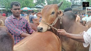 @ শনিবার ১ জুন"২৪|| কুরবানির বড় বড় ষাঁড় গরুর কেনা-বেচা দিনাজপুরের কাহারোল হাটে||