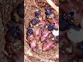 “Red-Headed Gouldian Finch Chicks: Nature’s Tiny Marvel”
