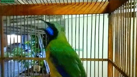 Cucak Cungkok Istimewa ~Isian Variasi Tajam Pedas Kasar ~Tembakan Istimewa Masteran Burung Lomba