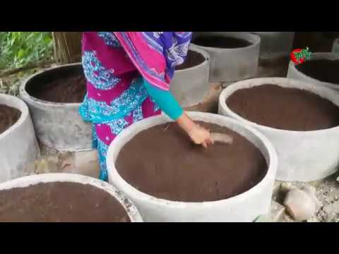 কেঁচো সার (vermi compost)- ৫ হাজার টাকা দিয়ে শুরু করে মাসিক ১৫ হাজার টাকা আয়-কৃষানী জাহানারা