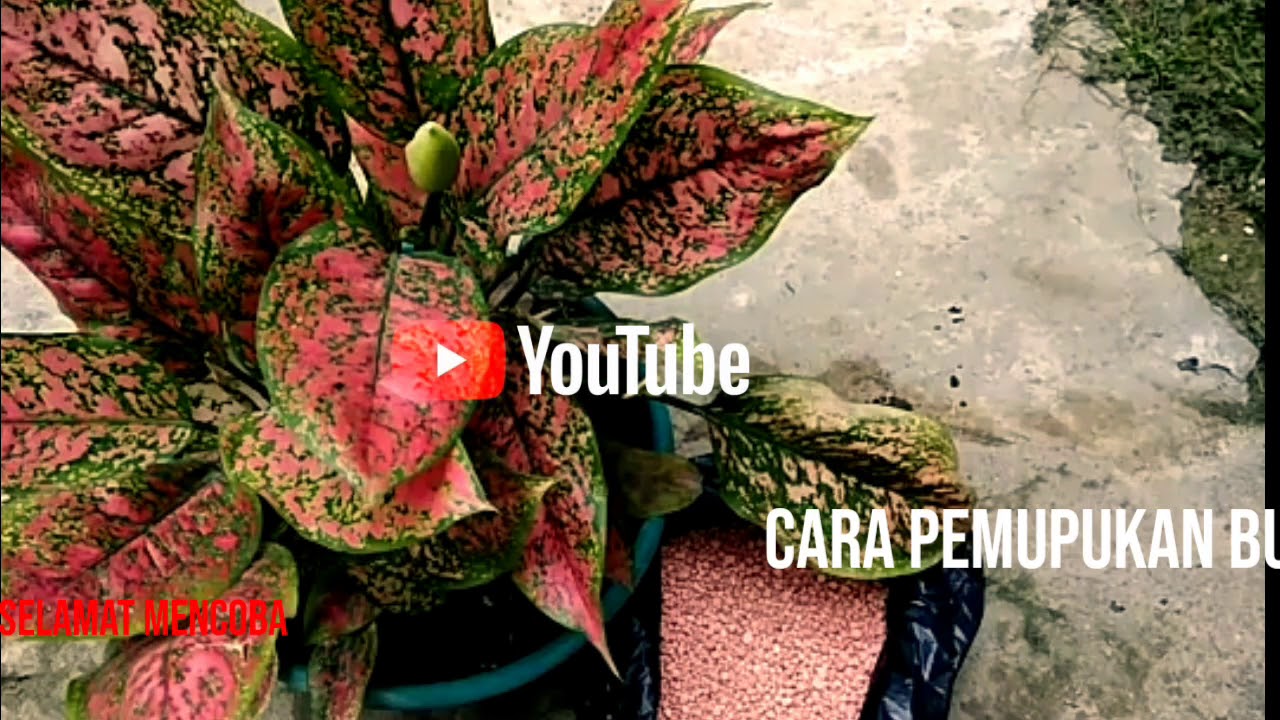 Tips Cara Pemupukan Bunga  Kladi Atau Aglaonema  YouTube