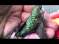 Man saves hummingbirds life.