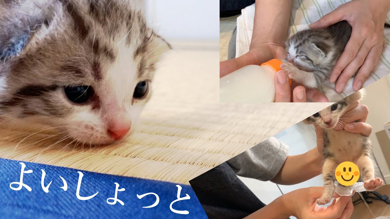 〈子猫のルーティーン〉ただウロウロしているだけで悶絶のかわいさ♪ミルクもクぴくピ♪トントンシャー★6日目〈保護猫〉～Kitten growth record～