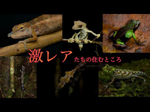 I found a wild Brokesia paradise. A cloud forest where the