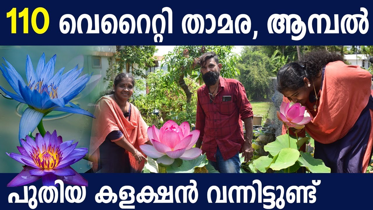 110 Varieties LOTUS WATER LILLY farming in Kerala|All india delivery| താമര ആമ്പല്‍കൃഷി |lotusfarming