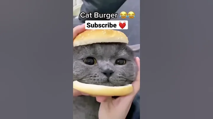 Video 5328671: cat animal fun, funny cat