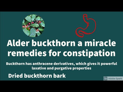 Video: Alder buckthorn (nkig buckthorn): cog thiab saib xyuas, piav qhia, duab