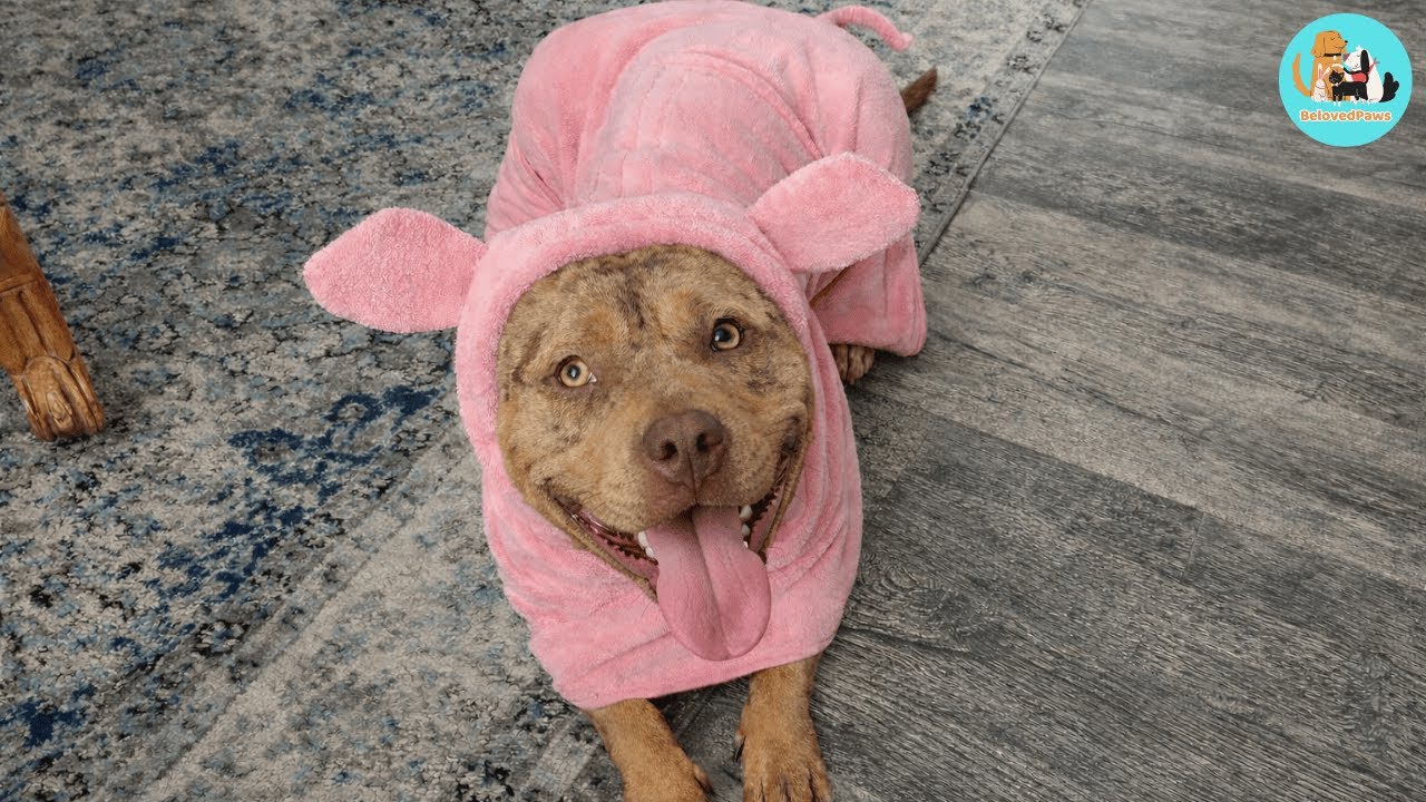 The Heartbreaking Reason We Had to Carry Our New Dog Up Every Step