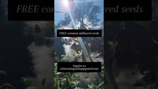 Free Milkweed Seeds For Monarch Butterflies