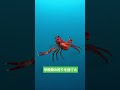 30秒生態解説：タダタダタダヨウガニ #shorts