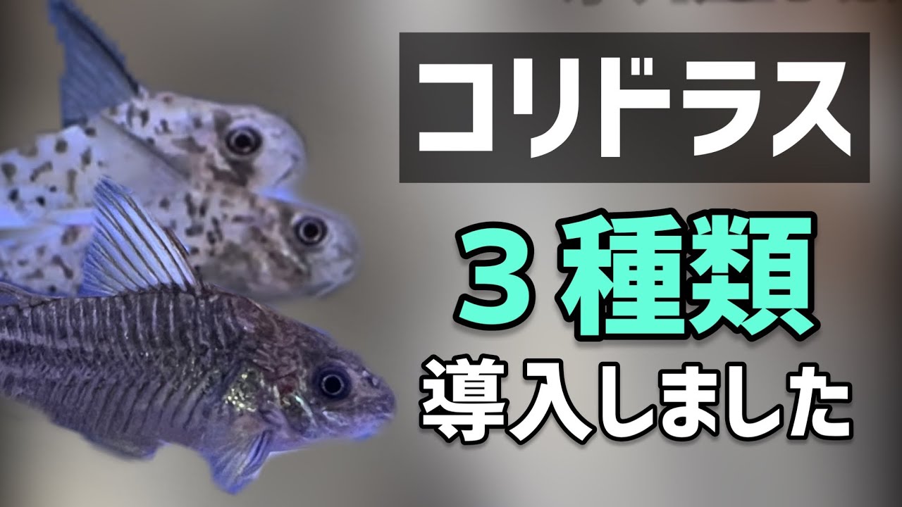 My Favorite Corydoras Youtube