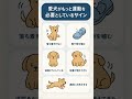 [Giipet] 愛犬の元気が足りないかも？🐶💨運動不足のサインをチェックしよう！#犬のいる生活 #犬好きと繋がりたい #犬のいる暮らし #犬のいる生活 #fyp #fypage
