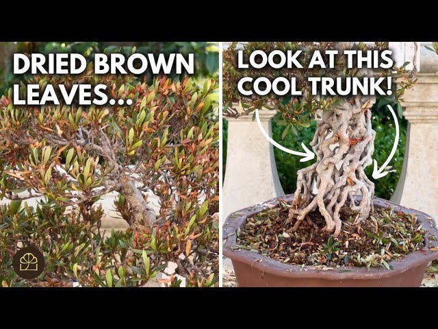ginseng bonsai bedeutung Ficus Ginseng Bonsai | Care Guide and Pro Tips - Delivery from Toronto  across Canada